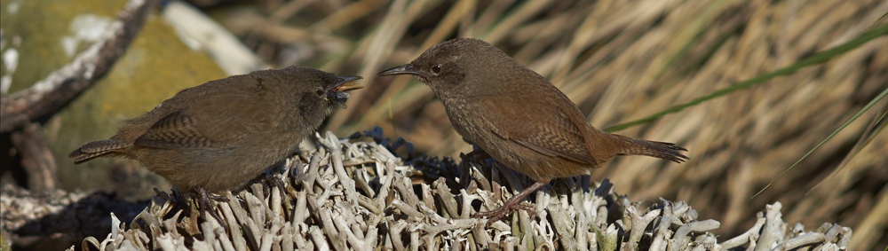 COBB'S WREN (Southern House Wren) Troglodytes aëdon cobbi